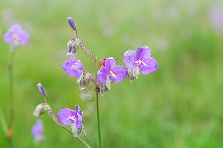 白红的蛇朵甜甜紫色鲜花 旅行 场地 花瓣 甜的图片