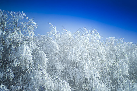 在阳光明媚的一天 雪覆盖森林 树 霜 冬天图片