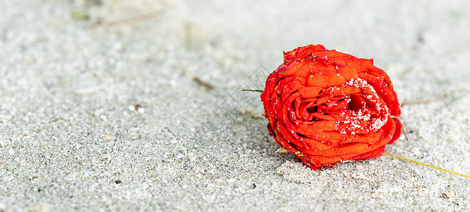 沙滩上的红玫瑰与沙子 覆盖着桑的海滩上红玫瑰的宏观照片 礼物 海洋图片