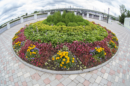 在城市的圆形花坛 沥青背景上的花朵 街道美化图片