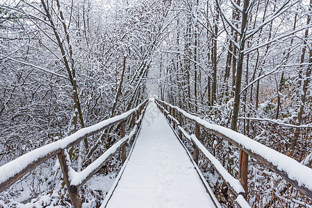 冬日 Wooden 走在雪林中漫步图片