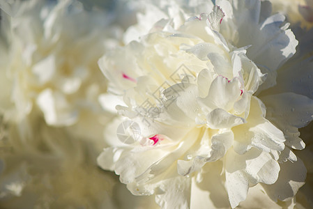 粉红和白色花朵 花在背景的粉红花朵上 美丽图片