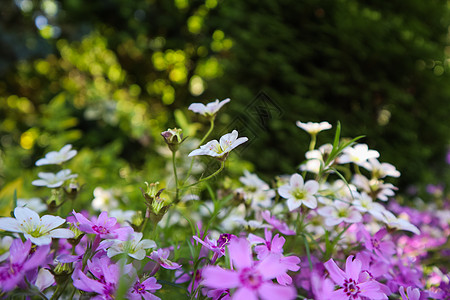 春花园中含氧化香和紫色光化的白花朵 风景 盛开图片