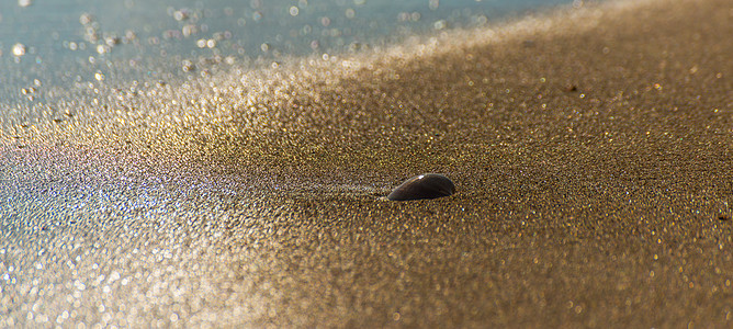 天然贝壳躺在沙滩上 被冲刷 气泡 热带 天堂 太阳图片