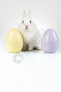 鸡蛋 小兔子 快乐的东方人背景 复活节快乐 动物 毛皮图片