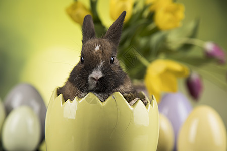 兔子 兔子和东方蛋 耳朵 野兔 复活节快乐 自然图片