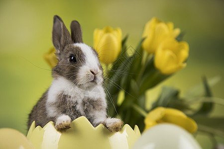 兔子 兔子和东方蛋 自然 柔软的 复活节快乐 毛茸茸的 年轻的 毛皮图片
