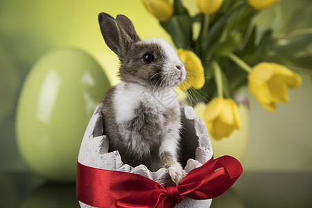 小兔子 快乐的东方人背景 有趣的 绿色的 复活节快乐 柔软的图片