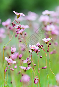 春花园中含盐质草苔的白色粉红色鲜花 花的 美丽图片