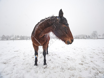 马站在雪覆盖的田地上 温柔的下雪 旅行 运输车图片