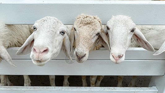 在泰国经典农场的白羊群中 站立 婴儿 草 动物图片