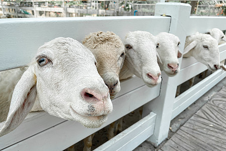 在泰国经典农场的白羊群中 可爱的 吃 羔羊 公羊图片