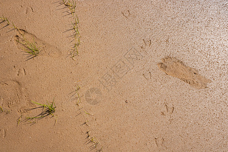 一个孩子的人类脚印和一只海鸥在潮湿的沙滩上的足迹图片