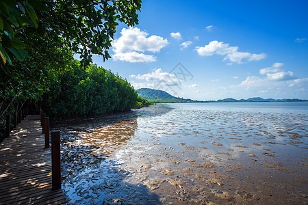 森林红树林和海洋的木桥 泰国昌塔胡里地平线 人行道 自然图片