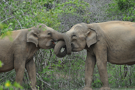 在斯里兰卡亚拉国家公园的爱情大象 感情 事故图片