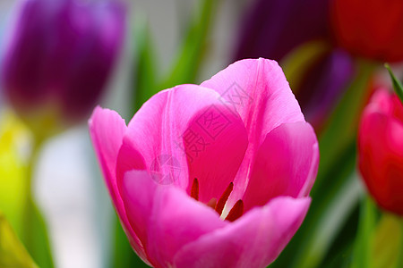 一束新鲜鲜香盛开的郁金香花 祝您节日或生日 一束玫瑰 夏天图片