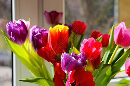 窗台上的花瓶里有一束香味开花的郁金香图片