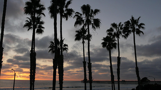 美国加利福尼亚州的棕榈树和黄昏天空 热带海洋海滩日落大气层 洛杉矶的风景 云 晚上图片