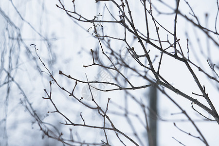 冬季露天露户外的小树枝图片