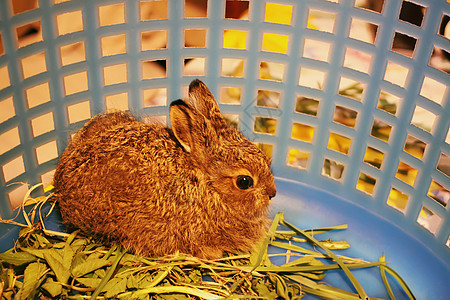 小小兔子 夏天 甜的 野生动物 快乐的 农场 耳朵 野兔 假期图片
