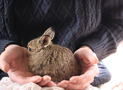 小兔子在女性手中 漂亮的 野生动物 草地 坐着 荒野 兔宝宝图片