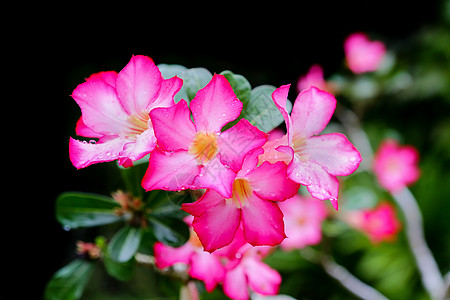 泰国的粉红色花朵 花园 植物 美丽的 盛开 铅笔 树图片