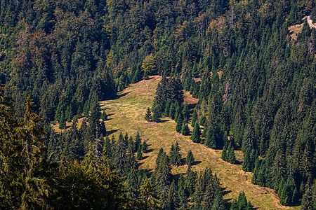 绿色山区森林景观 罗马尼亚比霍尔高山草原的美丽自然 有高山草原 假期 公园图片