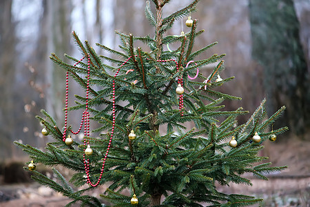 室外装饰的圣诞树枝 针叶 灯 叶子 松树 火花 枝条图片