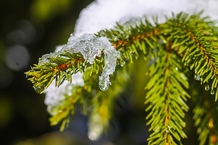 在户外的fir树枝上融雪 植物 植物群 十二月图片