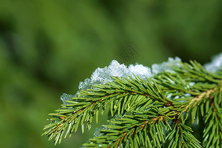 在户外的fir树枝上融雪 气候 寒冷的 季节 森林图片