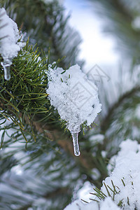 透明的冰棒挂在雪上 覆盖松树枝 云杉 雾凇 寒冷的图片
