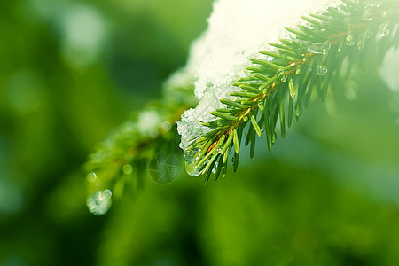 雪覆盖了户外的fir树枝 植物群 冷杉 霜 传统图片