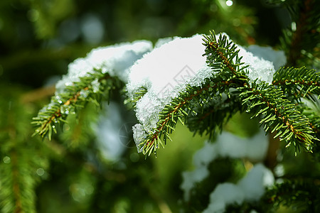 在户外的fir树枝上融雪 荒野 天气 季节图片