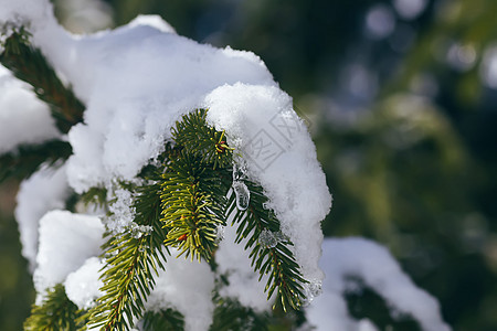 雪覆盖了户外的fir树枝 寒冷的 自然 气候 衬套背景图片