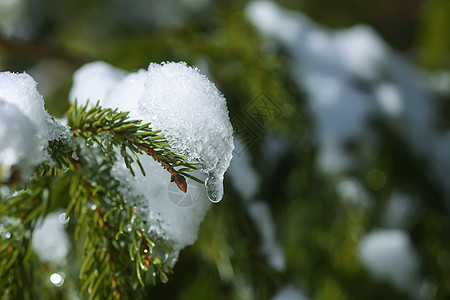 雪覆盖了户外的fir树枝 天气 植物 季节 衬套背景图片
