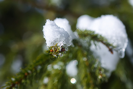 雪覆盖了户外的fir树枝 霜 传统 寒冷的 植物群背景图片