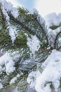 透明的冰棒挂在雪上 覆盖松树枝 针叶树 传统图片