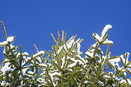 在蓝天背景下 雪覆盖了 fir 树枝图片