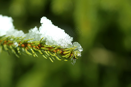 在户外的fir树枝上融雪 庆祝 天气 松树图片