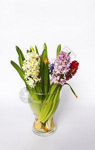 白色背景透明玻璃花瓶中紫白色和粉红色风信子的春香花组合物图片
