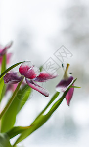 花束上美丽的紫色郁金香花 爱 花瓶 假期 植物图片