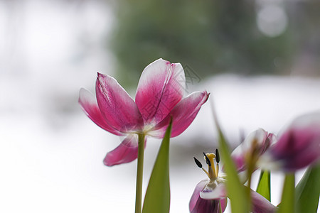 花束上美丽的紫色郁金香花 天 生日 盛开 礼物图片