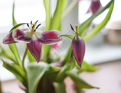 花束上美丽的紫色郁金香花 花的 浪漫 生日 盛开图片