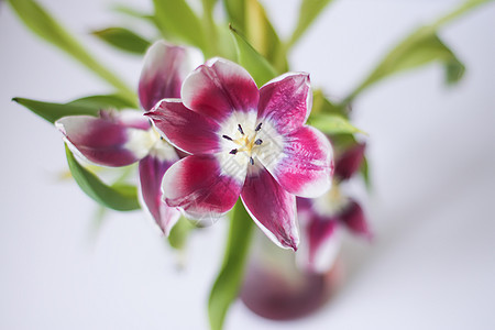 花束上美丽的紫色郁金香花 开花 花瓶 植物群 季节图片