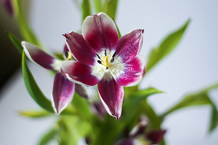 花束上美丽的紫色郁金香花 衰退 植物 假期 浪漫图片