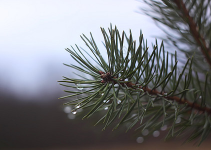 松树缝合 圣诞节 植物群 郁郁葱葱 云杉 阳光 枝条图片