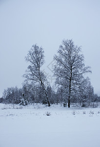 冬季风景 有雪覆盖的树木图片