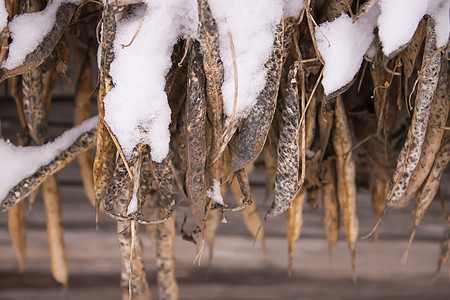 冬天自然细节在乡下 干豆图片