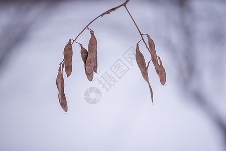 在雪背景的干燥树枝 季节 天气 霜 蓝色的 问候语图片