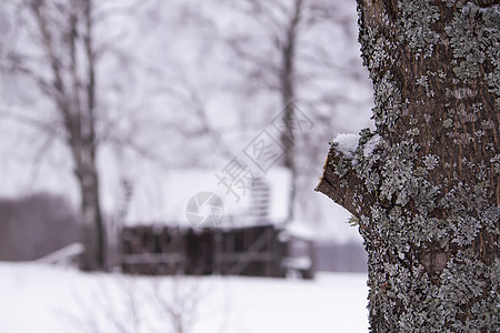 乡村冬季自然的细节 霜 一月 季节 闪光 暴风雪图片